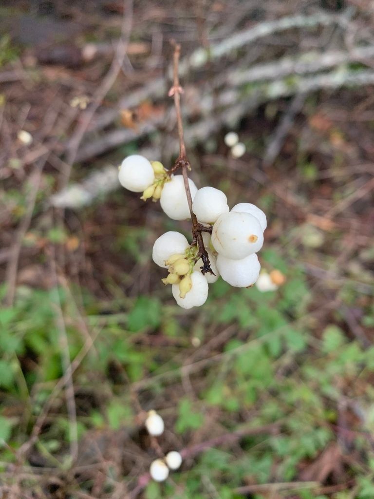 Snowberries (Symphoricarpos)