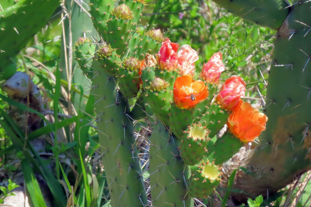 Prickly pears (Opuntia spp.)
