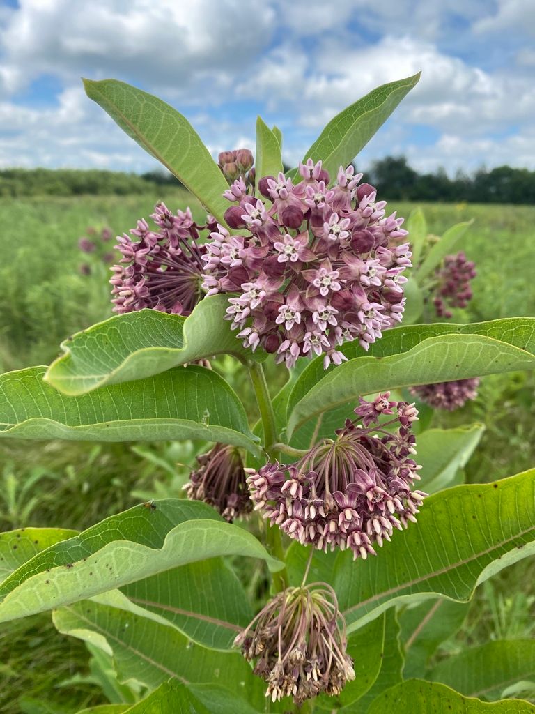 Milkweeds (Asclepias (genus))