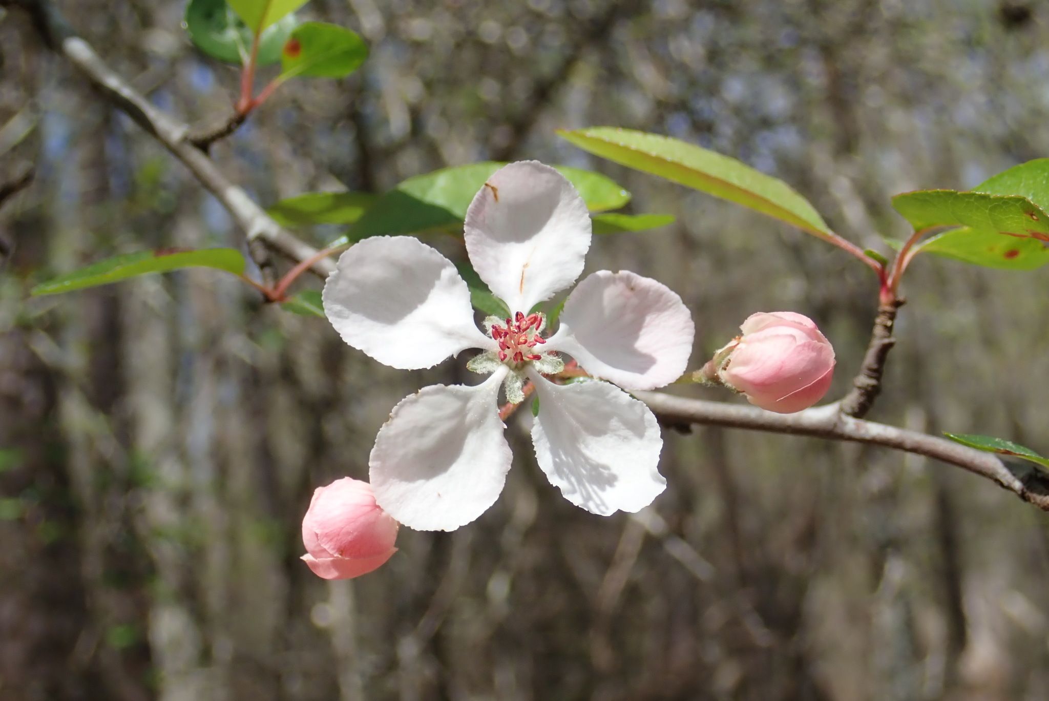 Apples & crabapples (*Malus* spp.)