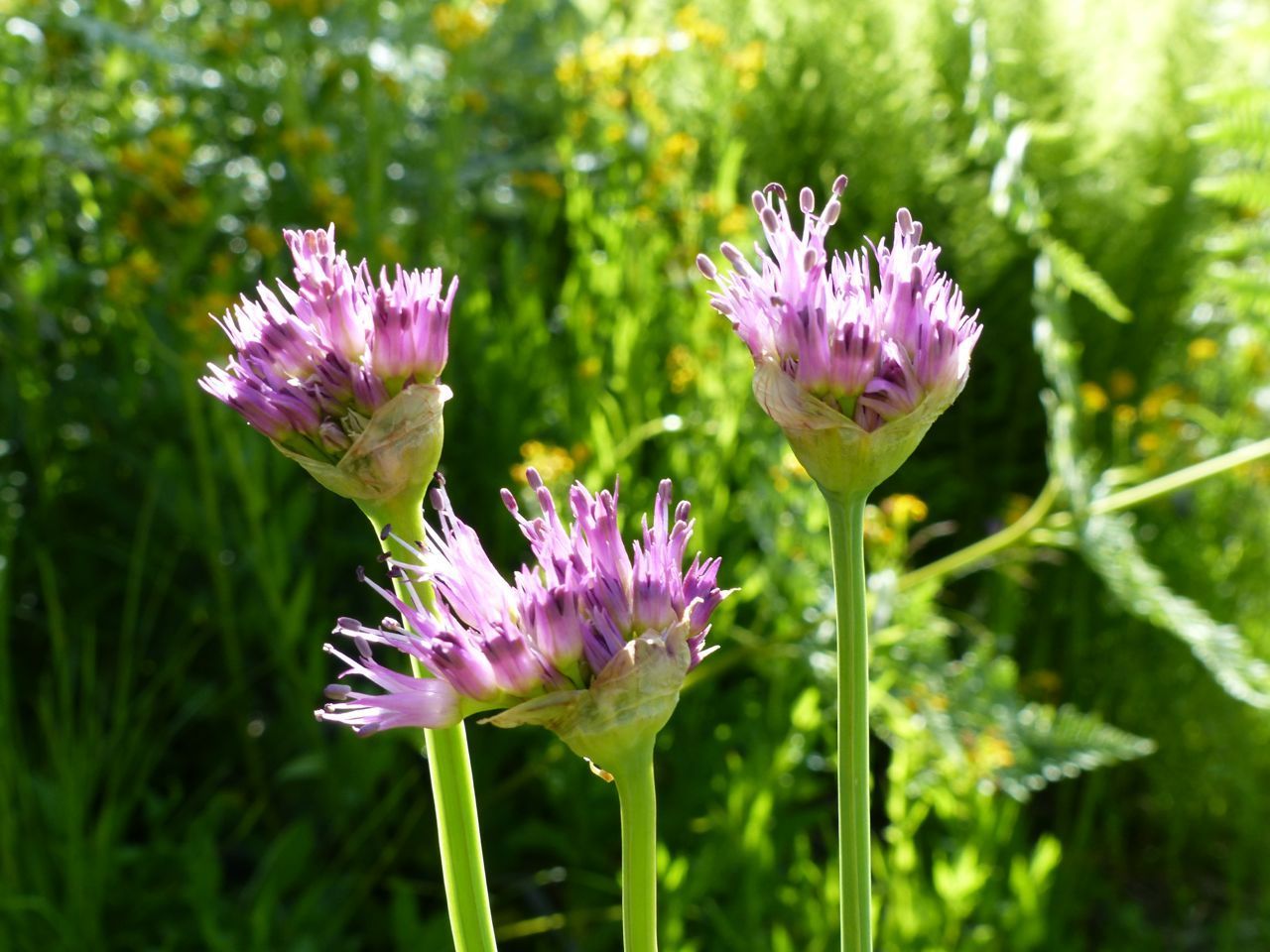 Wild onions (*Allium* (native species))