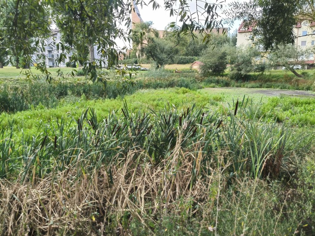 Cattails (habitat) (Typha spp.)