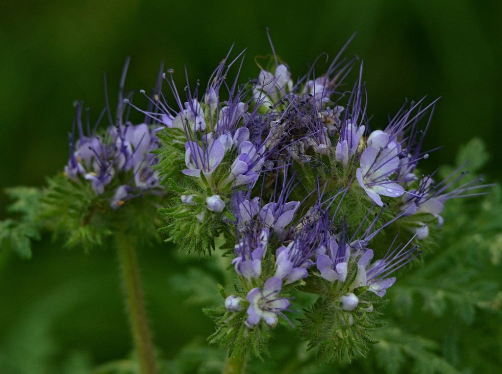 Phacelias (*Phacelia* spp.)