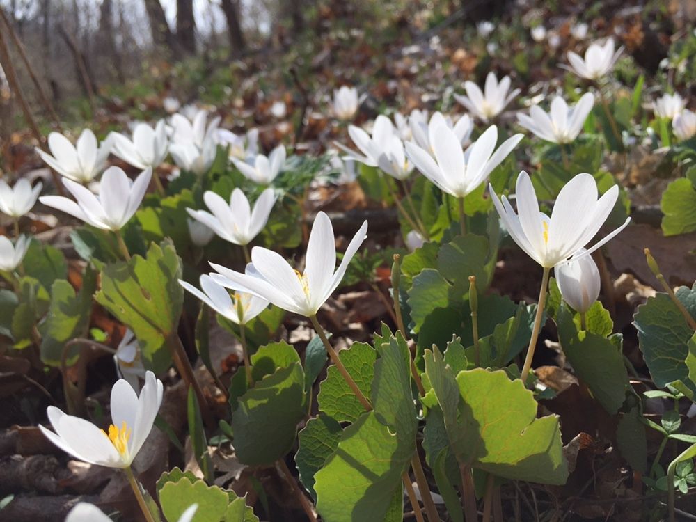 Bloodroot (*Sanguinaria canadensis*)