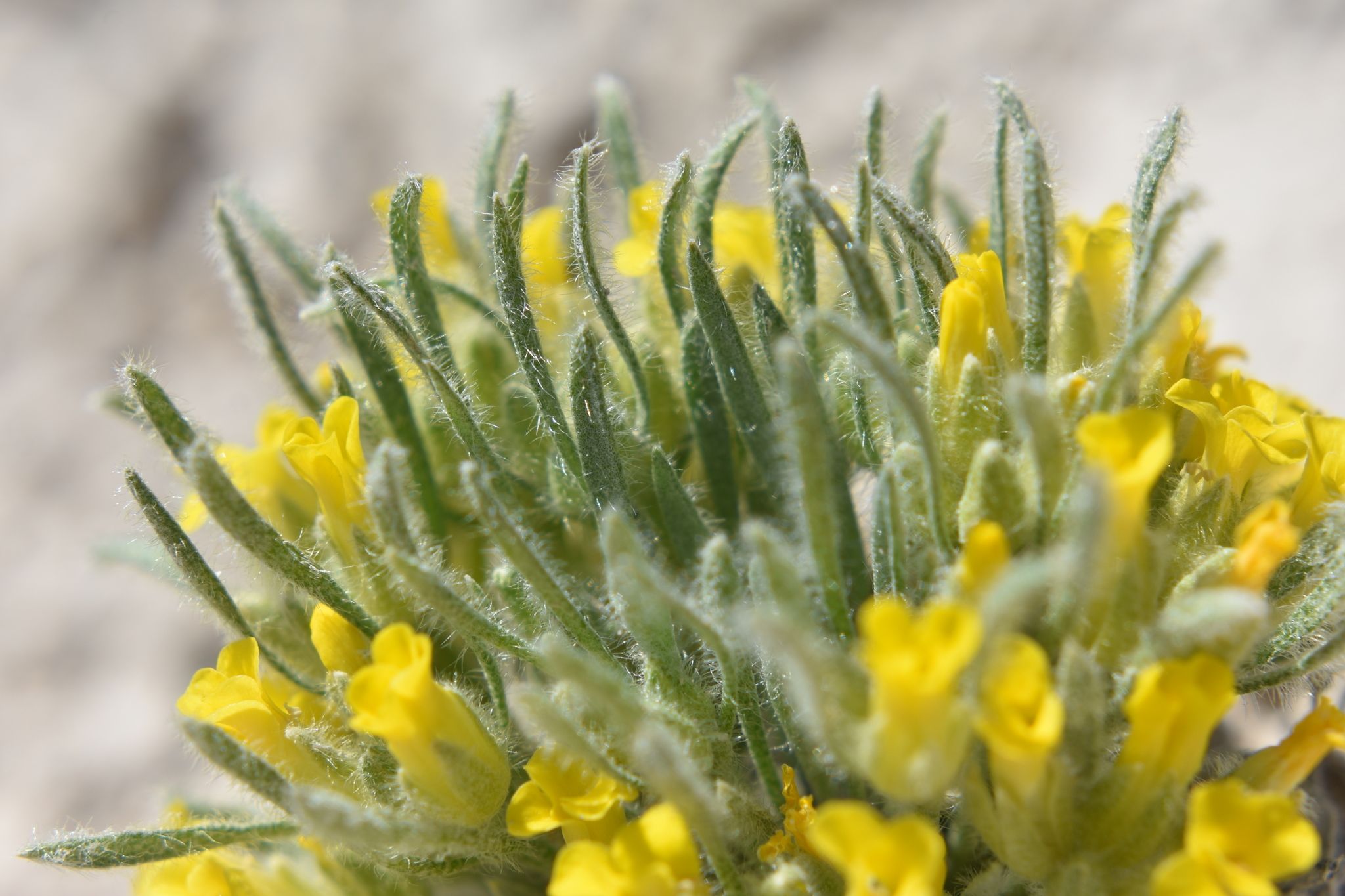Bladderpods (*Physaria* (annual types; some species))