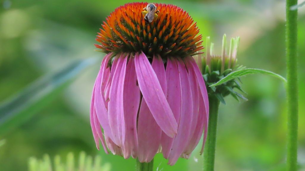 Coneflowers (Echinacea (genus))