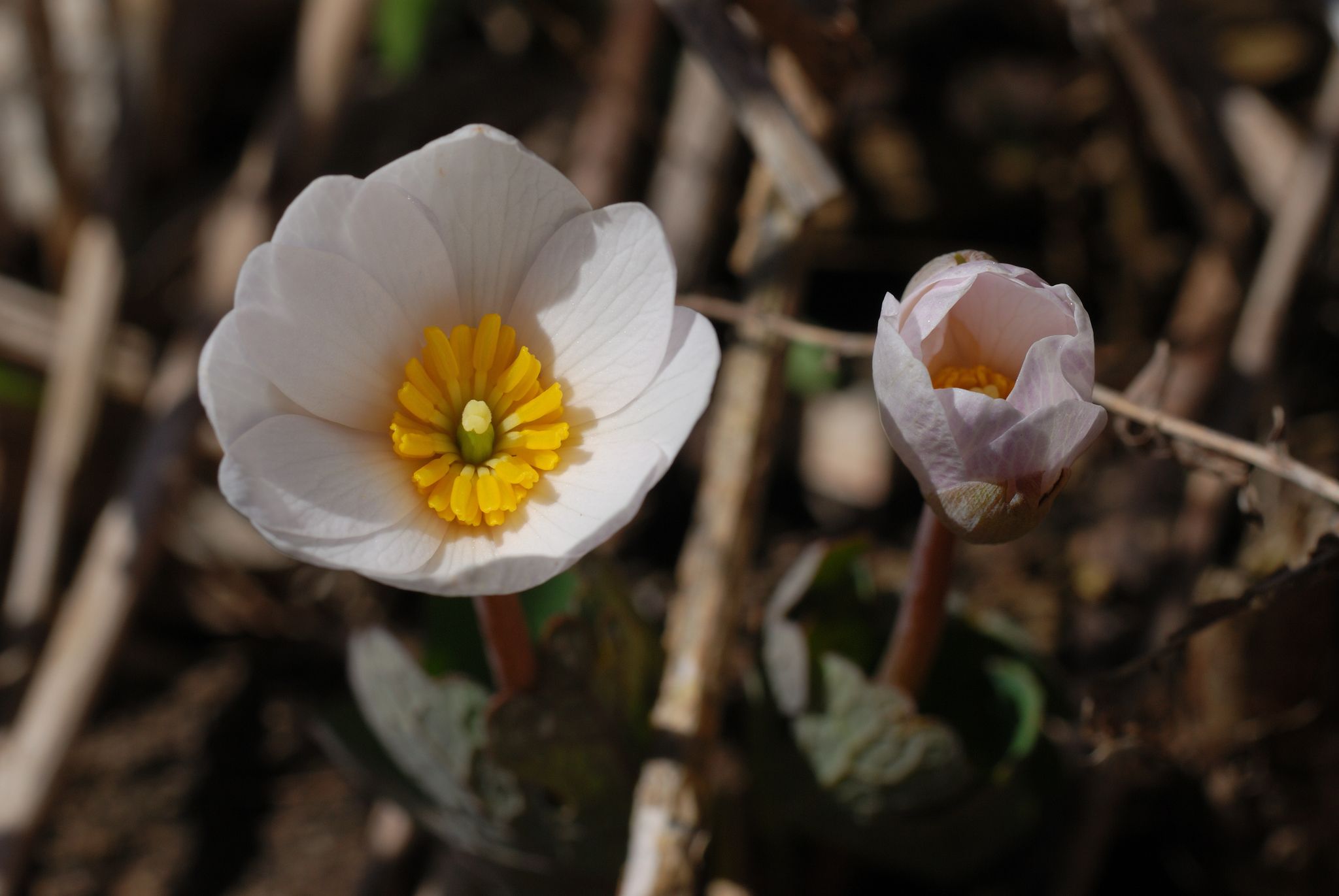 Bloodroot (*Sanguinaria canadensis*)