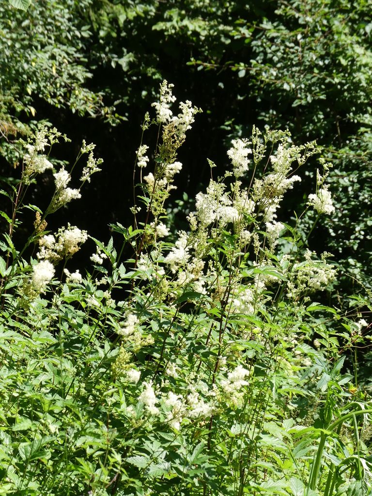 Spiraeas (native) (Spiraea (genus))