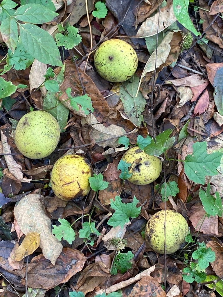 Walnuts (Juglans)