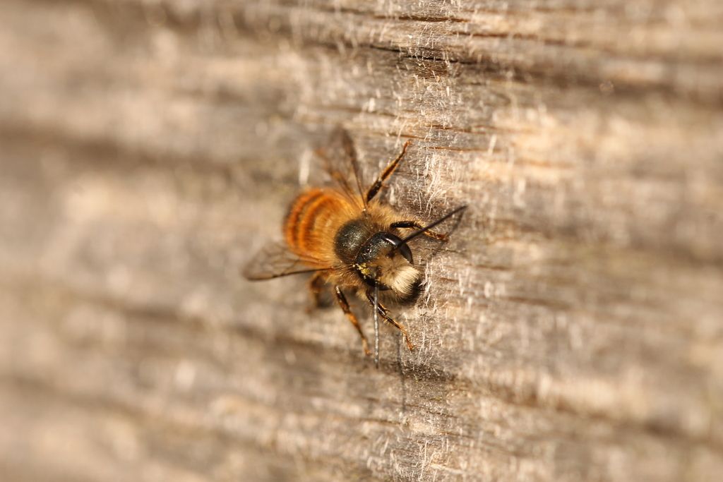Mason bees (Genus Osmia)