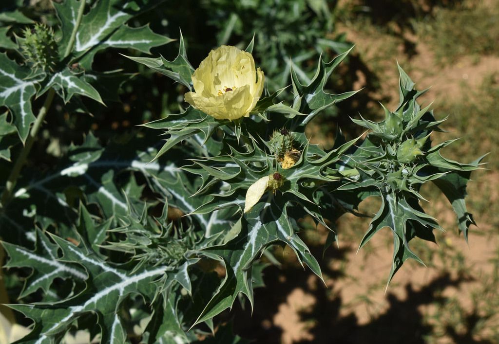 Prickly poppies (*Argemone* spp.)