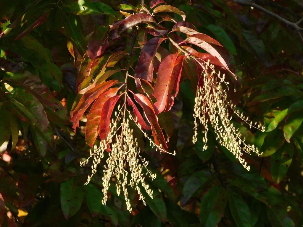 Sourwood (Oxydendrum arboreum)