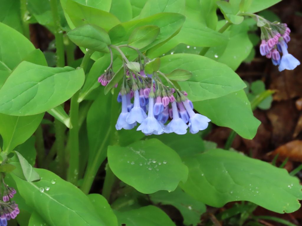 Bluebells (*Mertensia* spp.)