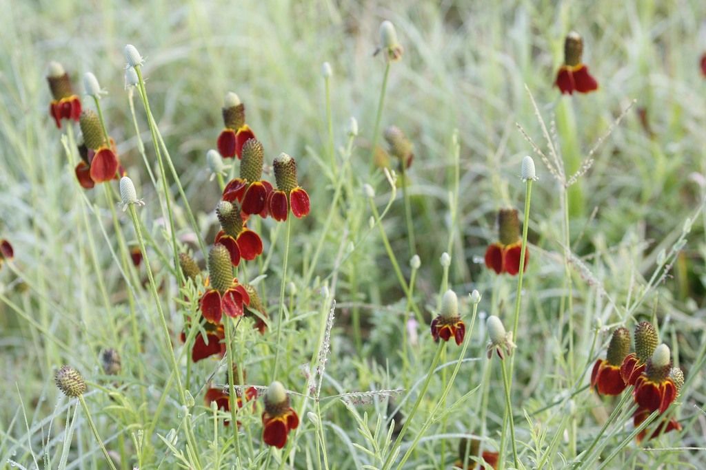 Prairie coneflowers (Ratibida spp.)