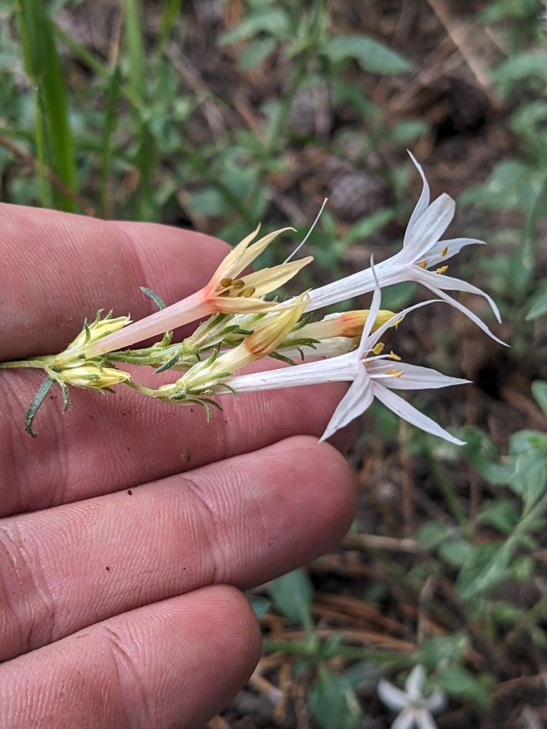 Gilias (Gilia (annual species))