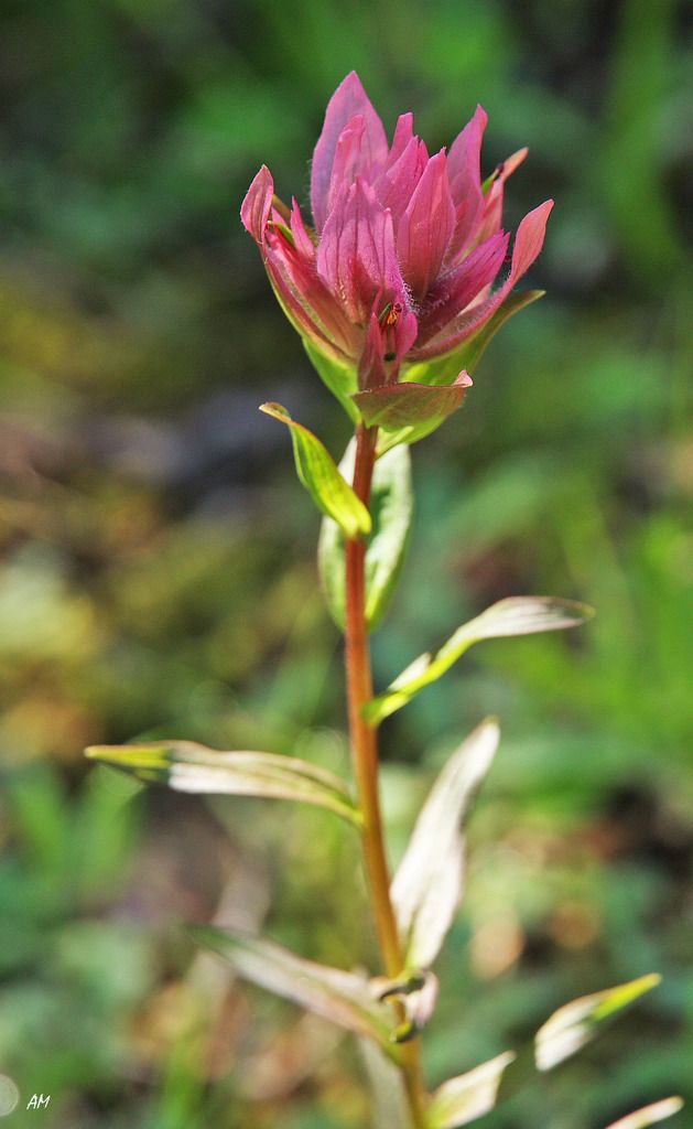 Castillejas (Castilleja spp.)