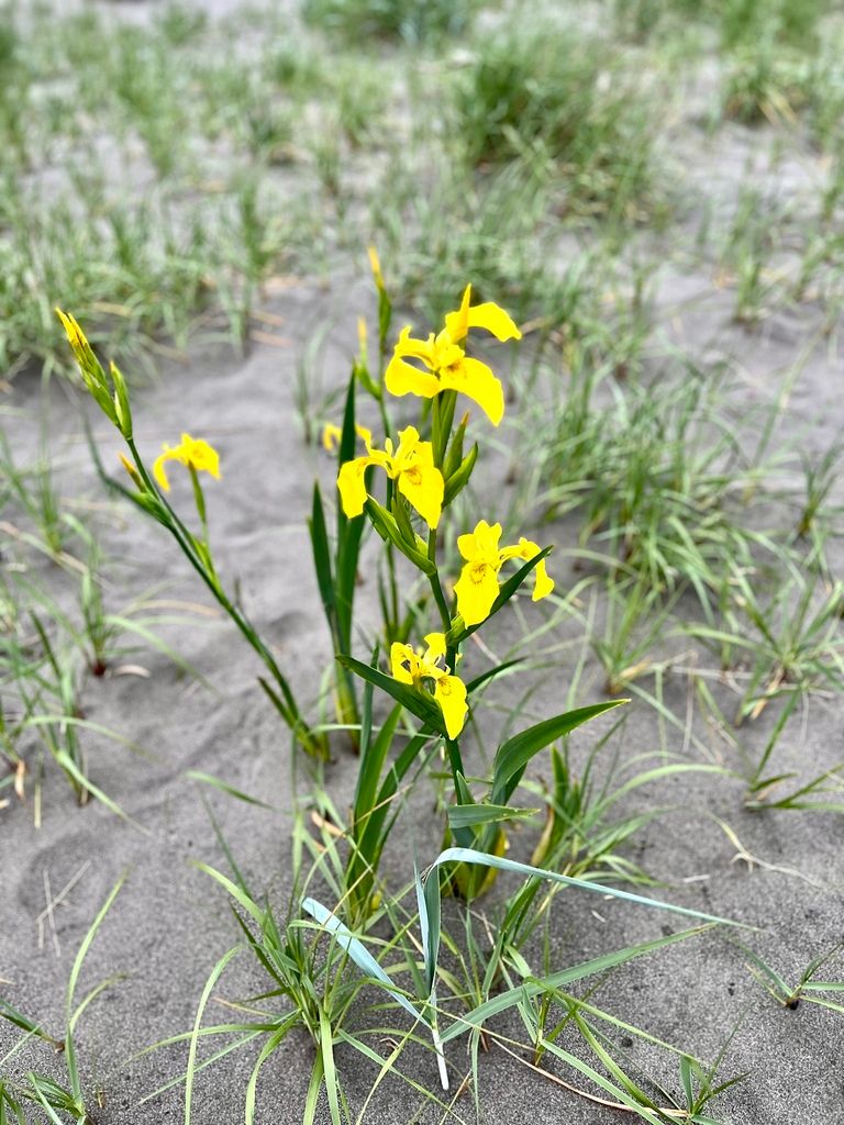 Irises (Iris (native species))
