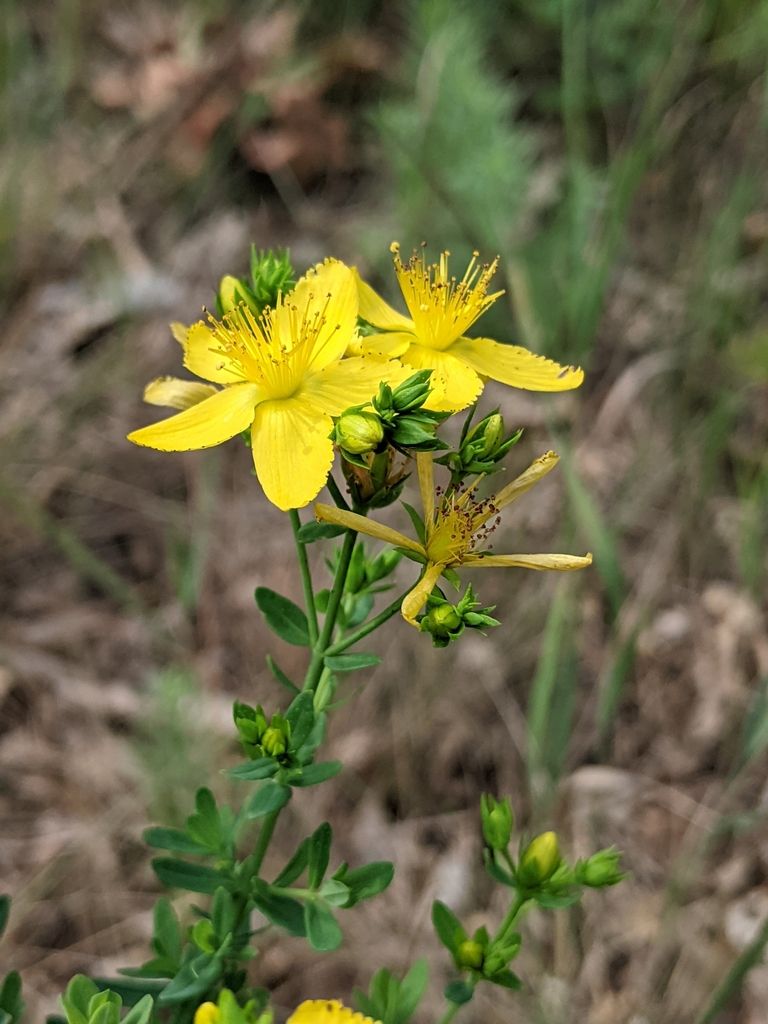 St. John’s-worts (native) (*Hypericum* (genus))
