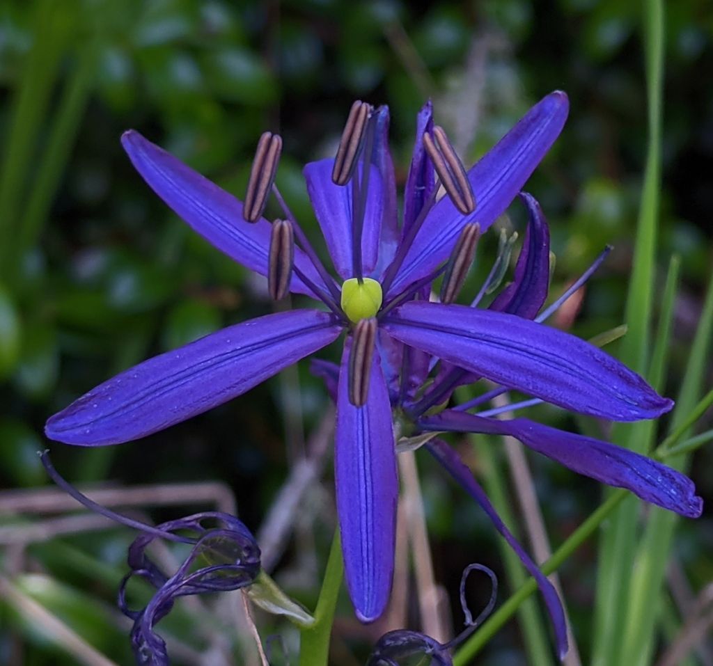 Camas (Camassia spp.)