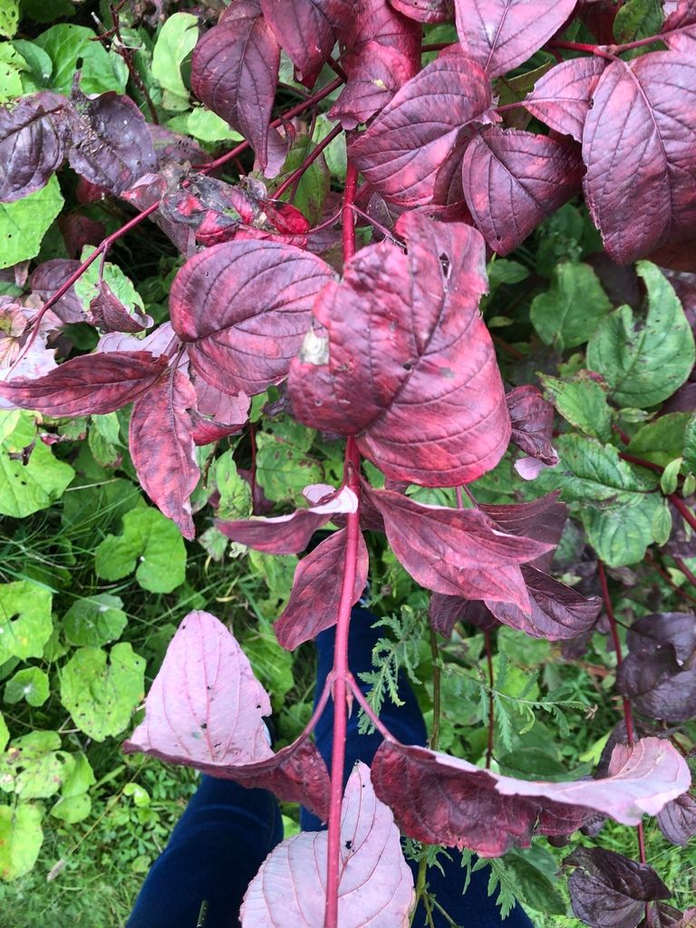 Dogwoods (Cornus spp. (shrub forms))