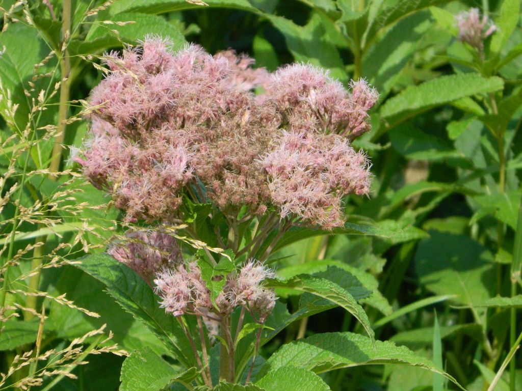 Joe-Pye weeds (*Eutrochium* spp.)