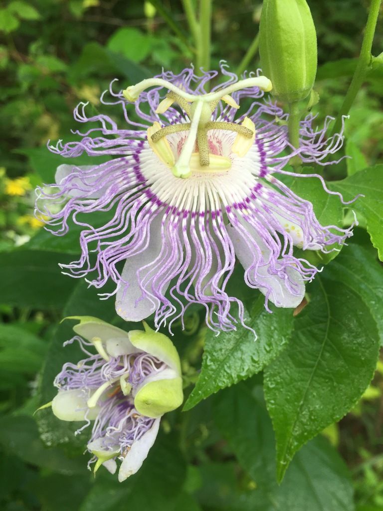 Passionflowers (Passiflora spp.)