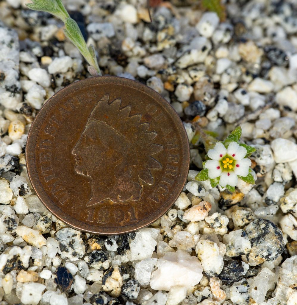 Phlox family (Polemoniaceae)
