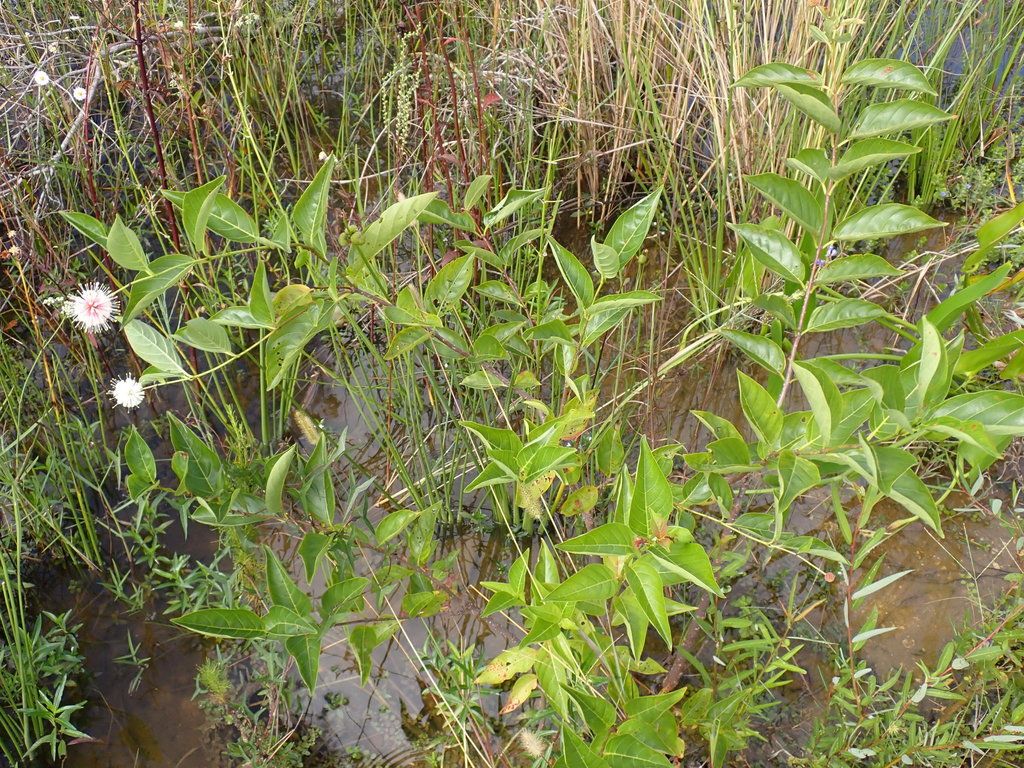 Buttonbush (Cephalanthus spp.)