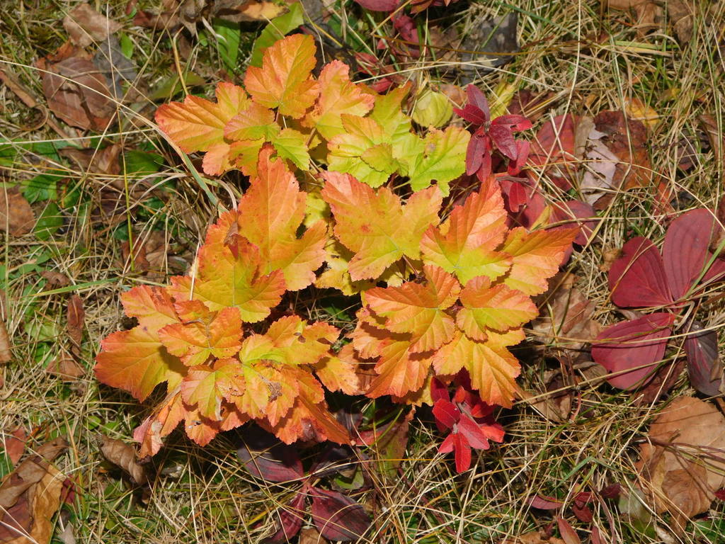 Ninebark (Physocarpus spp.)