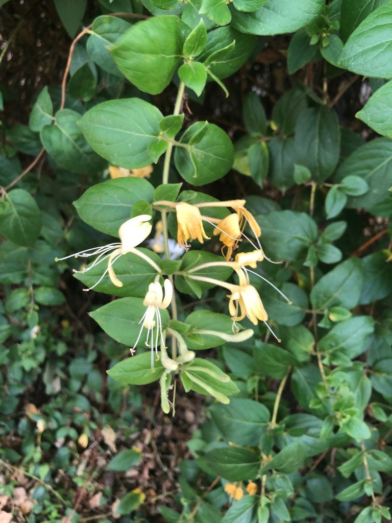 Native honeysuckles (Lonicera (native species))