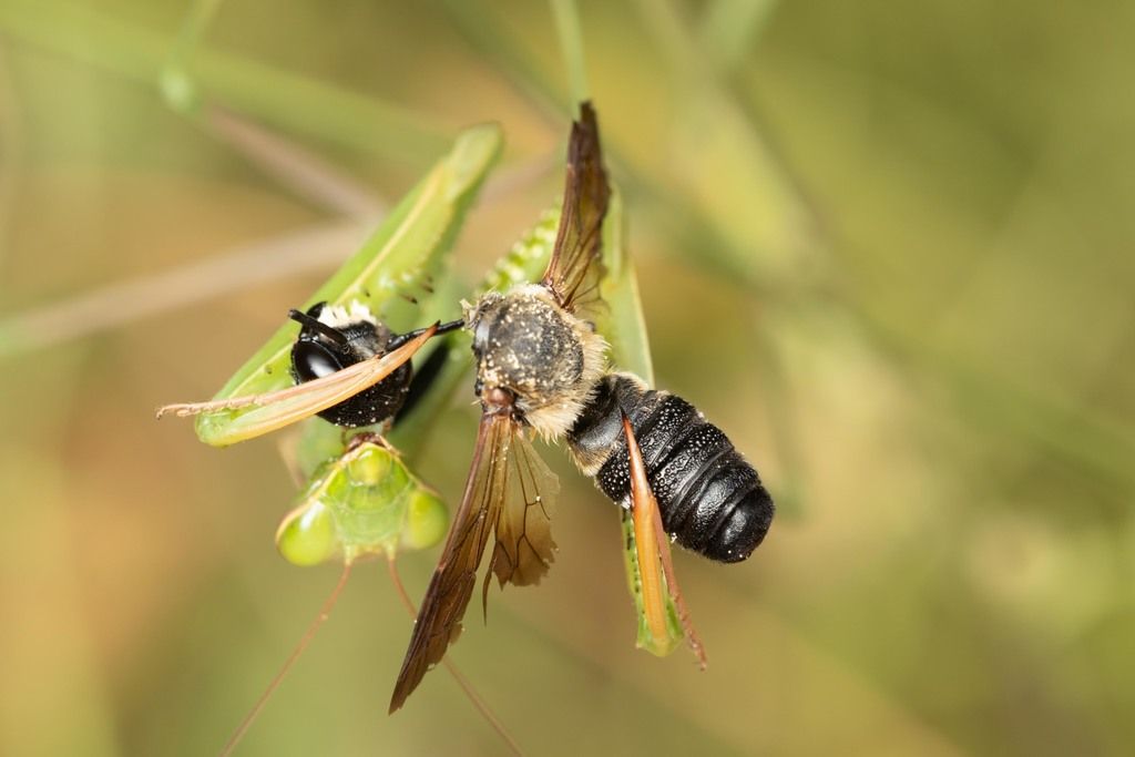 Leafcutter bees (Genus Megachile)
