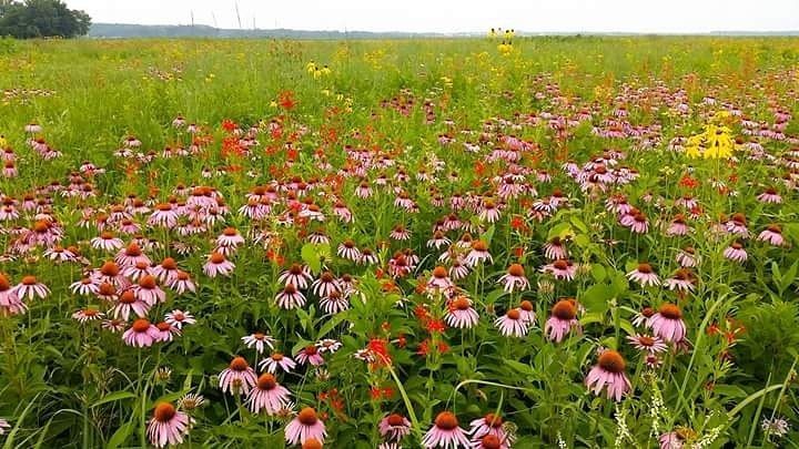 Coneflowers (Echinacea (genus))