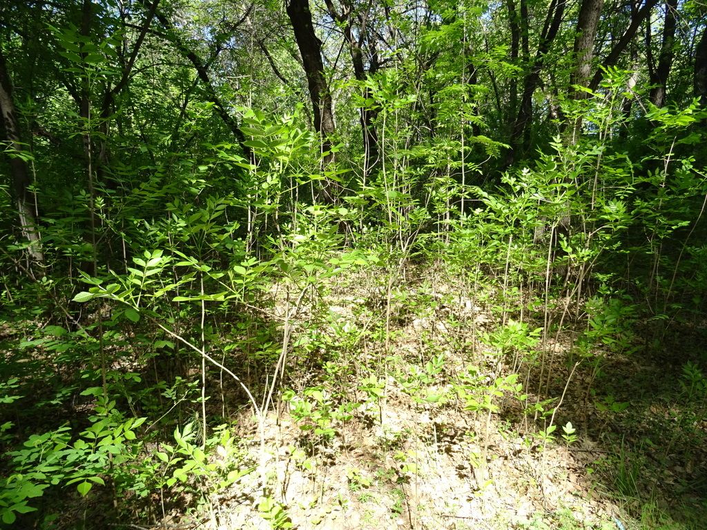 Ashes (Fraxinus spp.)