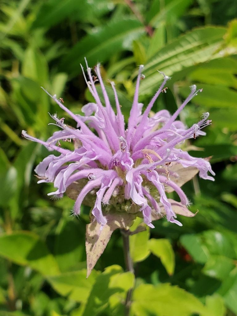 Wild bergamot & bee balms (*Monarda* spp.)