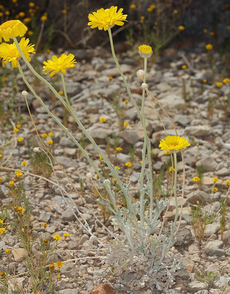 Marigolds (Baileya spp.)