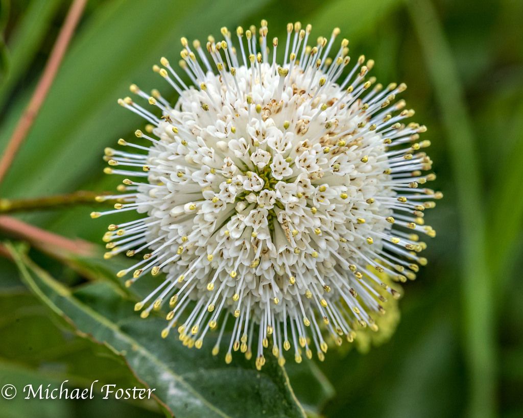 Buttonbush (Cephalanthus spp.)