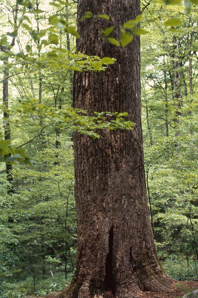 Tulip tree (*Liriodendron tulipifera*)