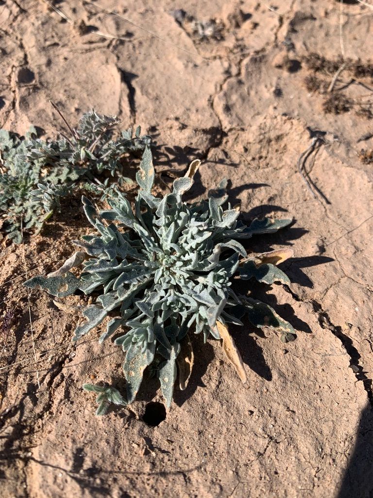 Bladderpods & relatives (Physaria spp. (and allies))