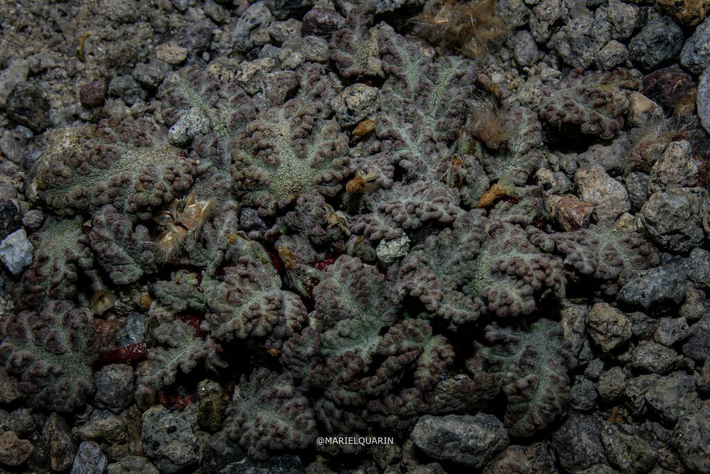 Mallows (Malvaceae (native genera))