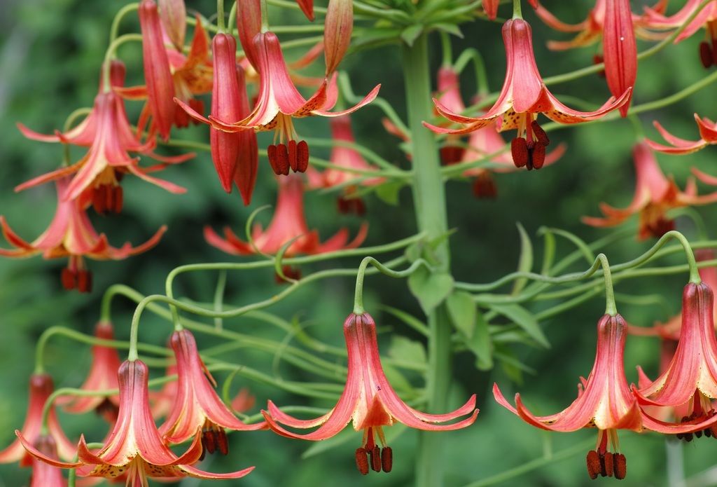 Lilies (Multiple genera (region-dependent))