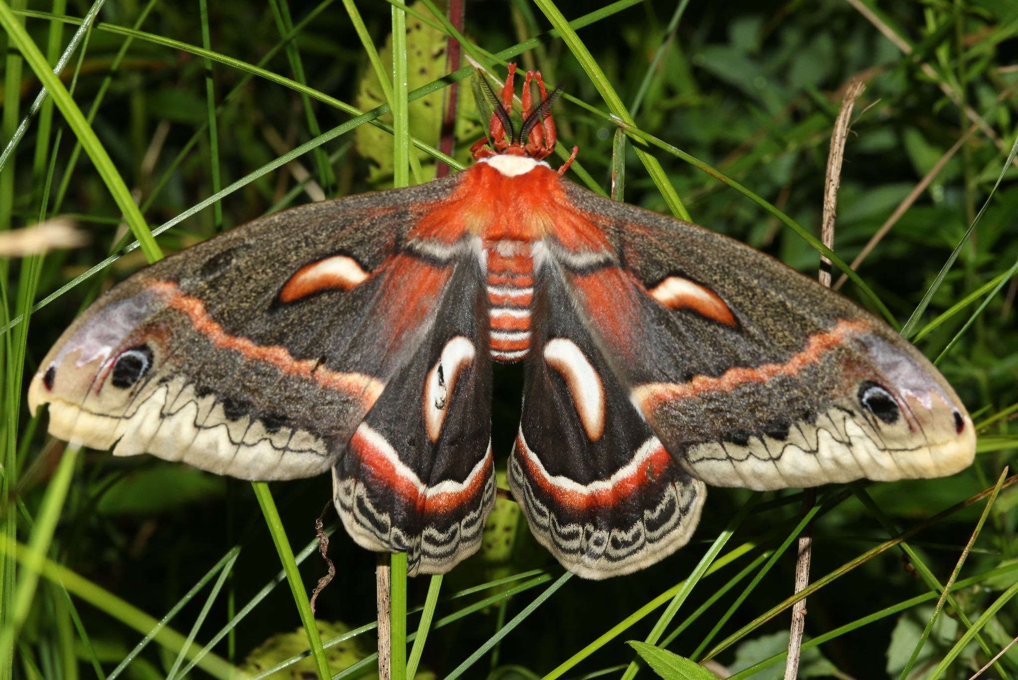 Silkmoths (giant moths) (Family Saturniidae)