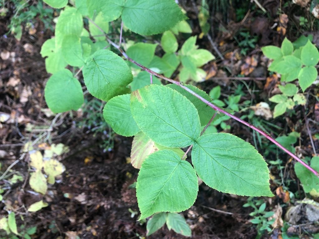 Blackberries & raspberries (Rubus (genus))