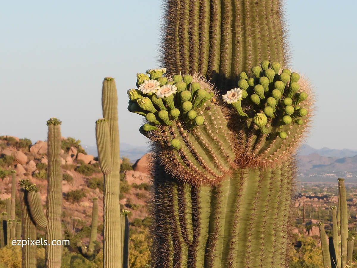 Saguaros (*Carnegiea gigantea*)