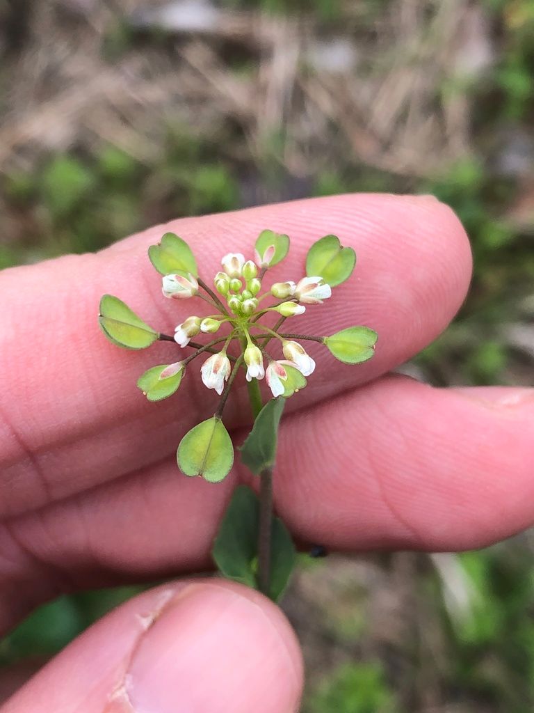 Mustards (Brassicaceae (native genera))