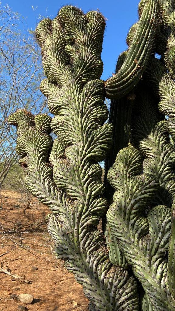 Organ pipe & relatives (Stenocereus (genus))