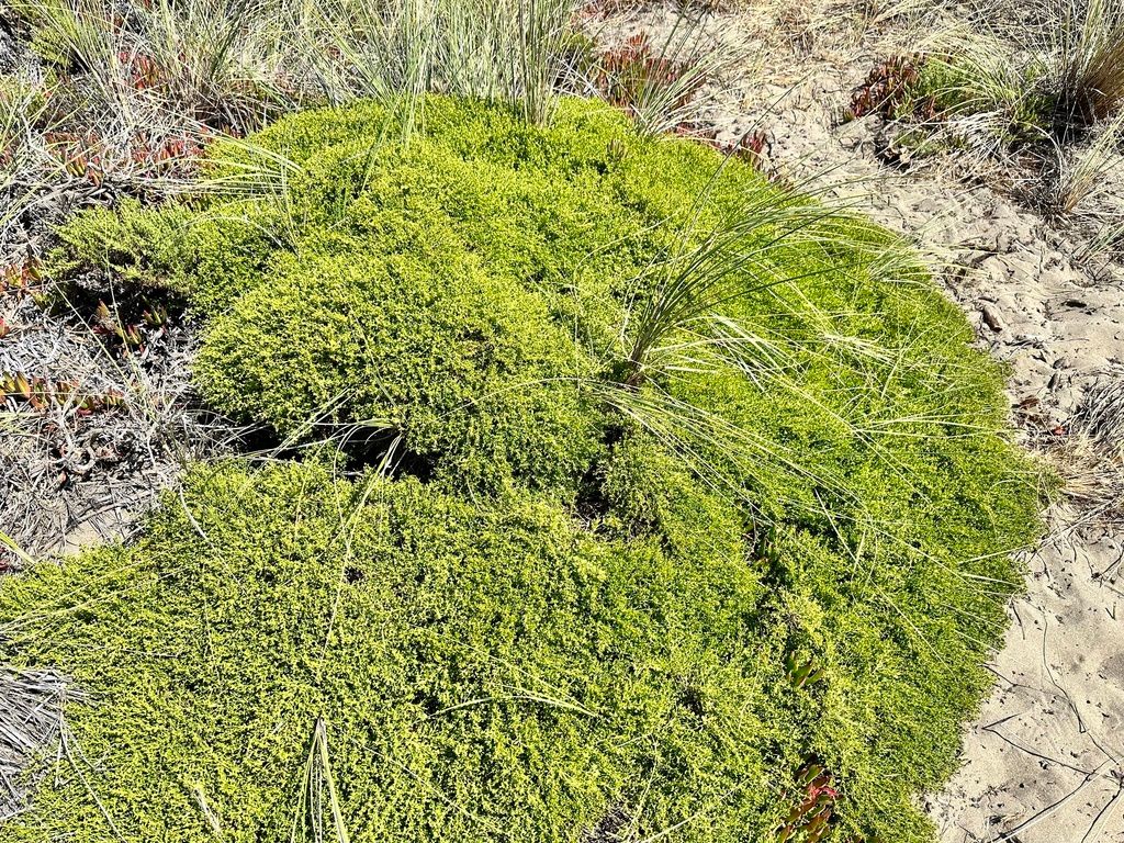 Desert broom (Baccharis spp.)