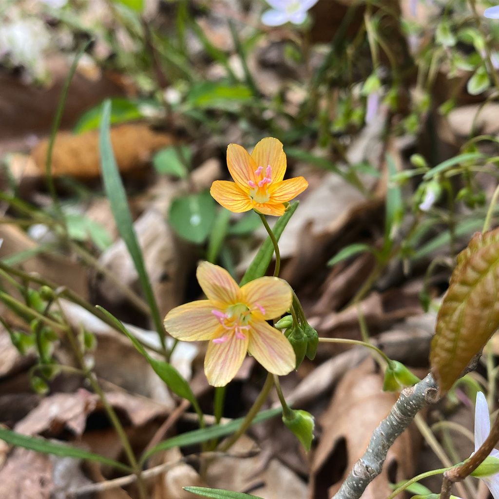 Spring beauties (Claytonia (genus))