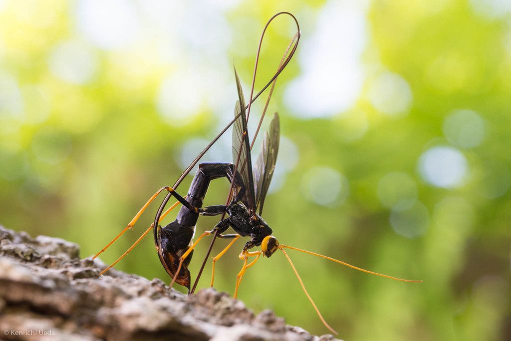 Ichneumon wasps (Family Ichneumonidae)