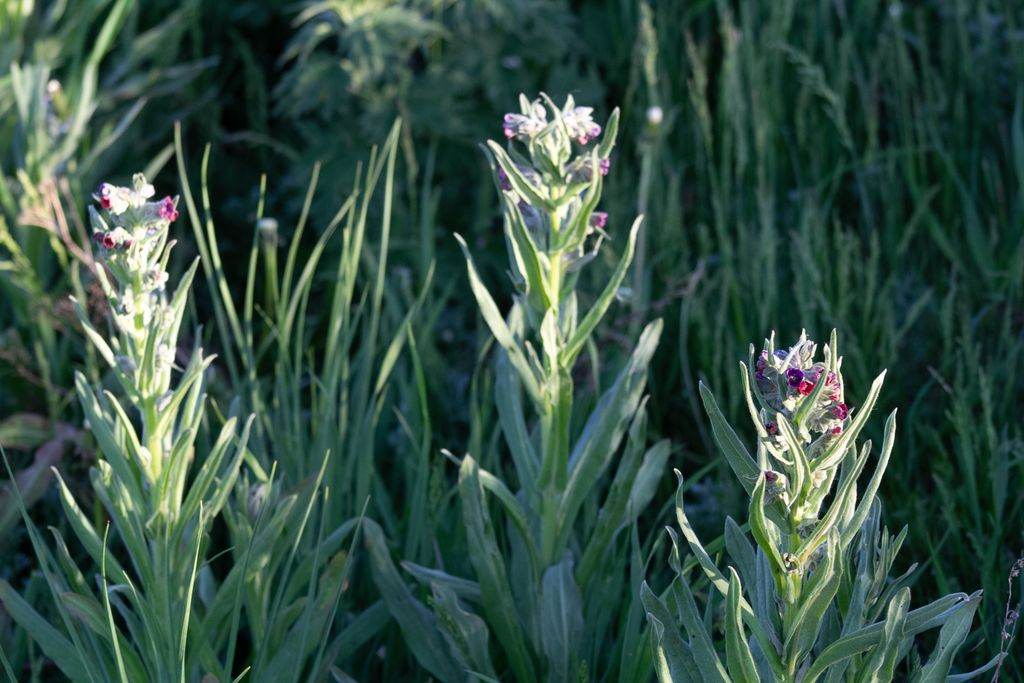 Houndstongues (*Cynoglossum* spp.)