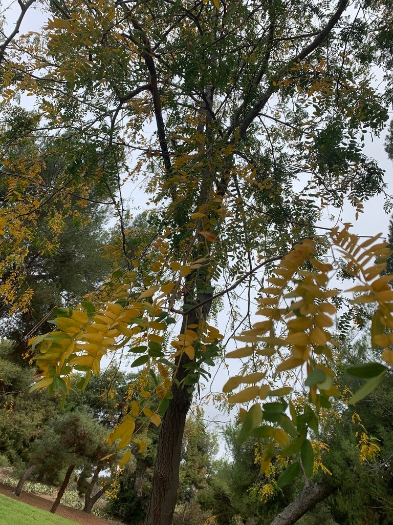 Honey locusts (Gleditsia spp.)